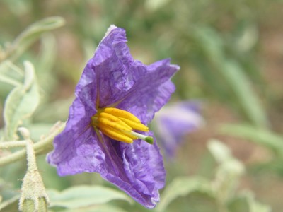 Silverleaf Nightshade Rep (1).JPG