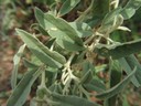 Silverleaf Nightshade Veg (1).JPG