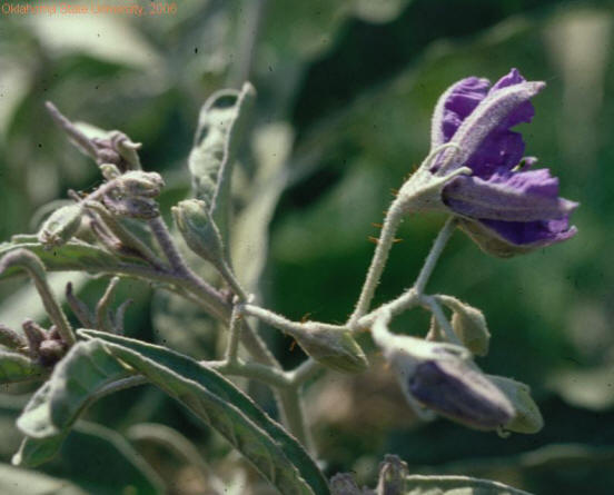 Silverleaf nightshade(flower).JPG