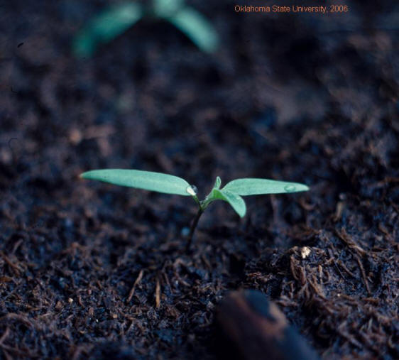 Silverleaf nightshade(seedling-3).JPG