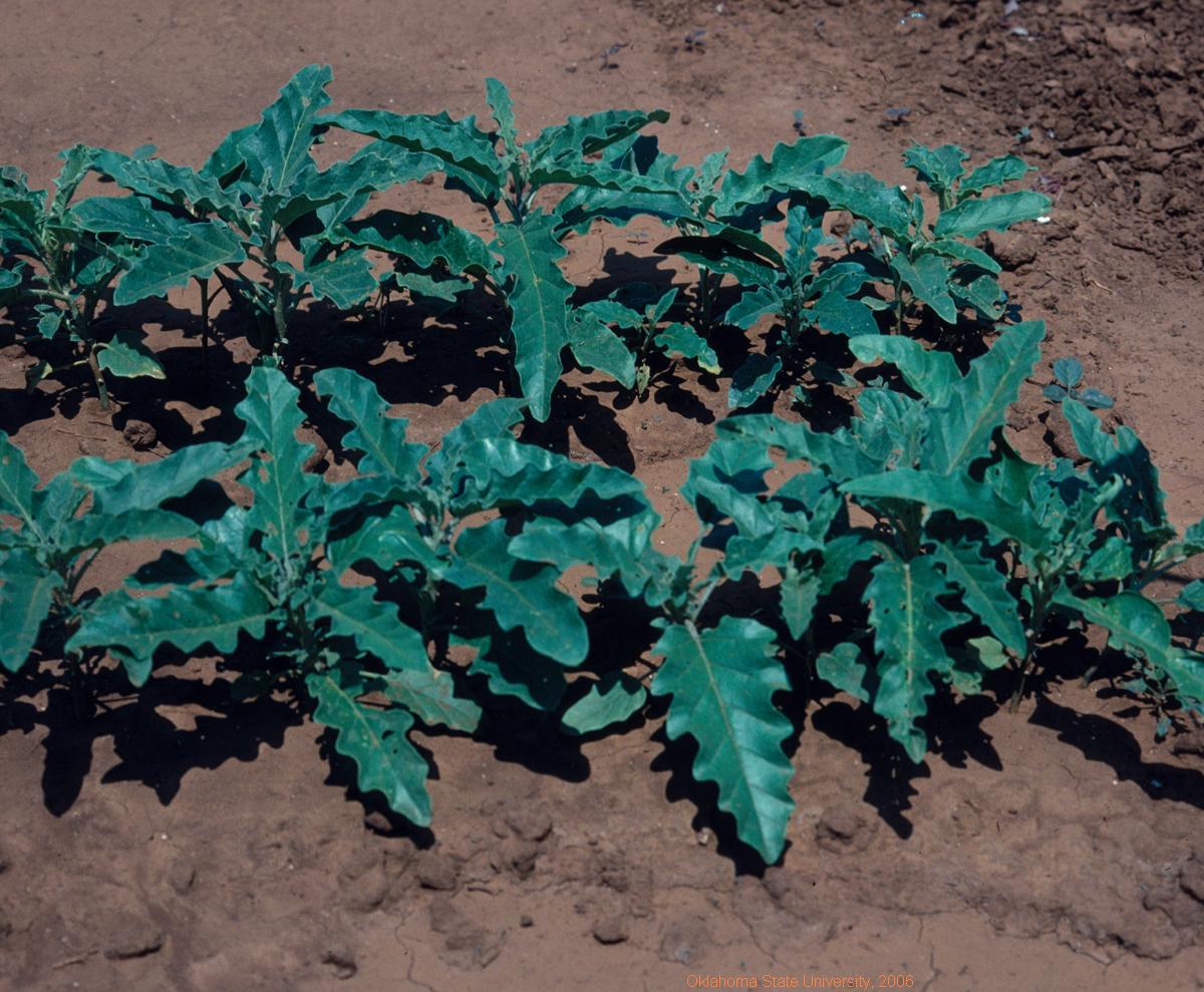 Silverleaf nightshade(vegetative).JPG