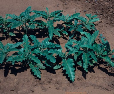 Silverleaf nightshade(vegetative).JPG