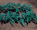 Silverleaf nightshade(vegetative).JPG