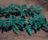 Silverleaf nightshade(vegetative)_small1.JPG