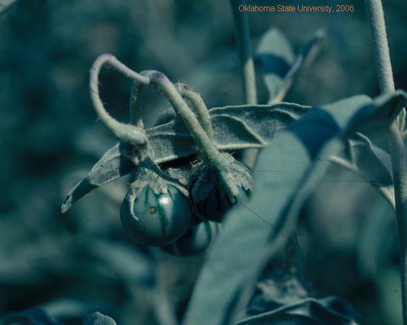Silverlear nightshade(fruit).JPG