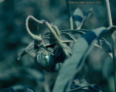 Silverlear nightshade(fruit).JPG