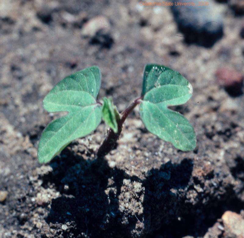 Tall morningglory(seedling).JPG