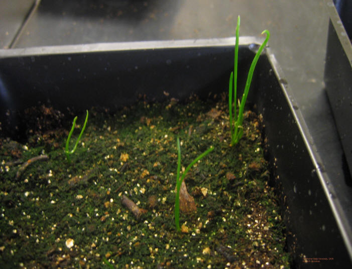 wild garlic4.JPG
