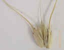 wheatspikelet2crop_small.JPG