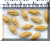 Barley_small_small.JPG