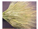 barleyplant4crop_small.jpg