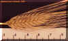 barleyplnt1crop_small.jpg