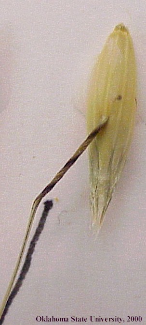 dorsalattachmentawn2crop.jpg
