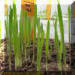 oatseedlingcrop_small.jpg