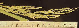 ricePLT1crop_small.jpg