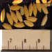 riceseed1crop_small_small.jpg