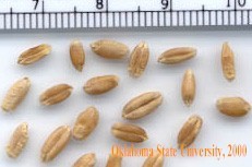 Hard Red Winter Wheat