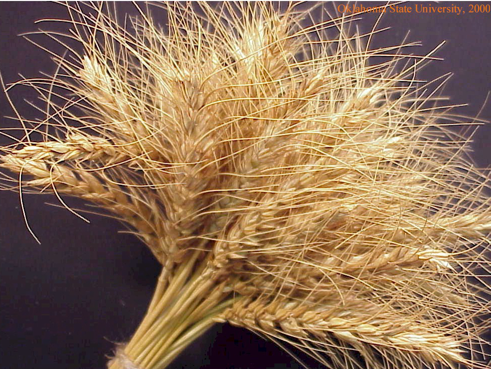 wheatbundle3crop.jpg