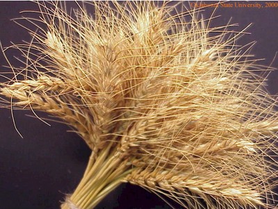wheatbundle3crop.jpg
