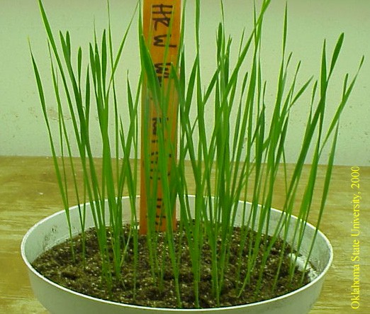 wheatseedlingscrop.JPG
