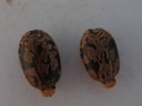 Castorbean (2).jpg