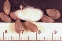 cottonSEED1crop.jpg