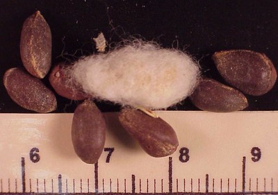 cottonSEED3crop.jpg