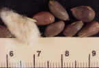 cottonSEED6crop_small.jpg