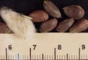 cottonSEED6crop_small.jpg
