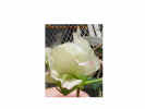 cottonflowercloseup3crop_small1.jpg