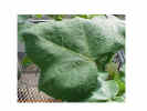 cottonleafcloseup1crop_small2.jpg