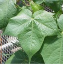 cottonleafcloseup2crop.jpg