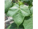 cottonleafcloseup2crop_small1.jpg