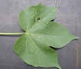 cottonleafcrop_small.JPG