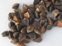 Cultivated Buckwheat (1).jpg