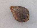 Cultivated Buckwheat (8).jpg
