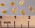 flax-688crop_small.jpg