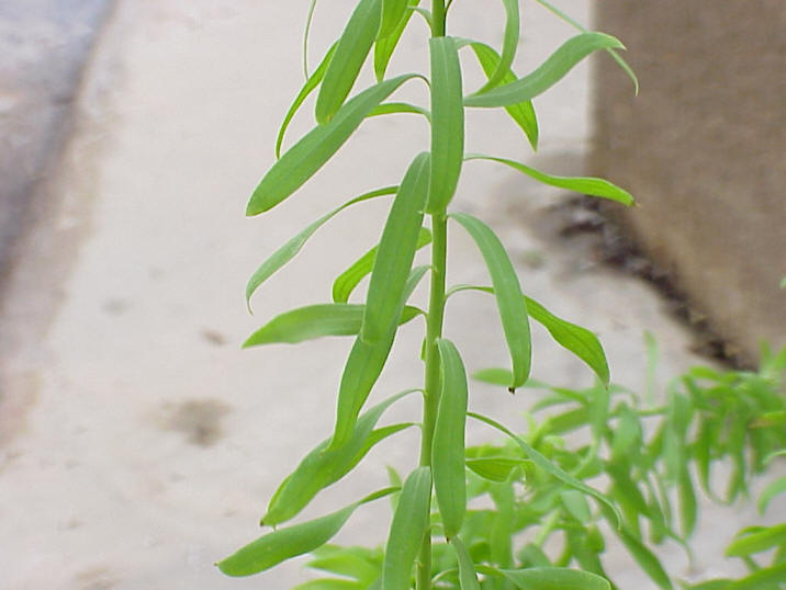 flaxleaves.jpg