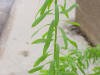 flaxleaves_small1.jpg