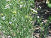 thinstemflowers_small.jpg