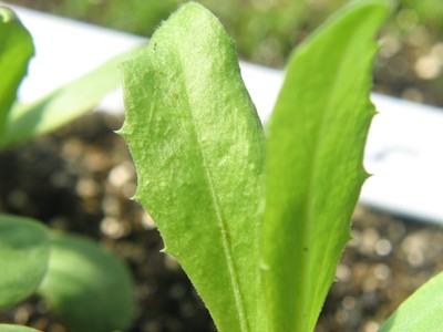 Safflower (4).jpg