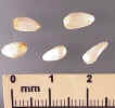 Safflower-MVC-810Xcrop_small.JPG