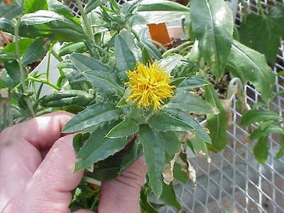 safflower4.jpg