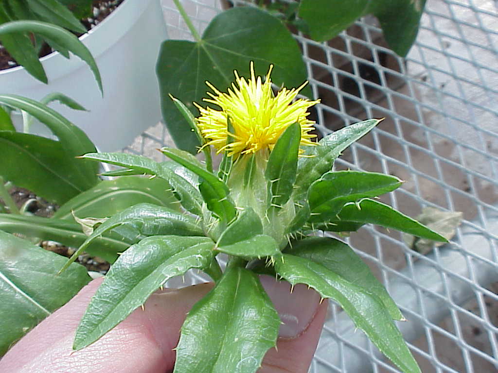 safflower6.jpg