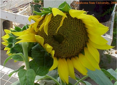 sunflowerinfl4crop.jpg