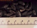 sunflowerseed2crop.jpg