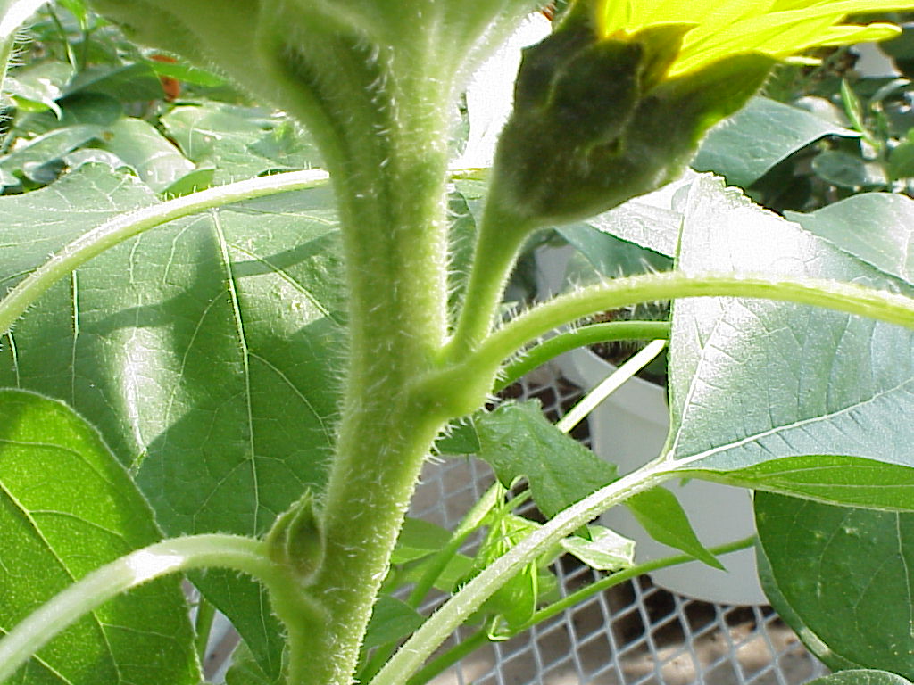 upcloseaxillarymeristem.jpg